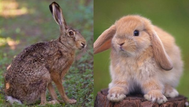 Qual a diferença entre Coelho e Lebre? - PataAmar
